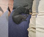 Small #1 Mutt