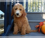 Small #3 Goldendoodle (Miniature)