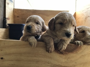 Golden Retriever-Goldendoodle Mix Puppy for sale in SHALLOTTE, NC, USA