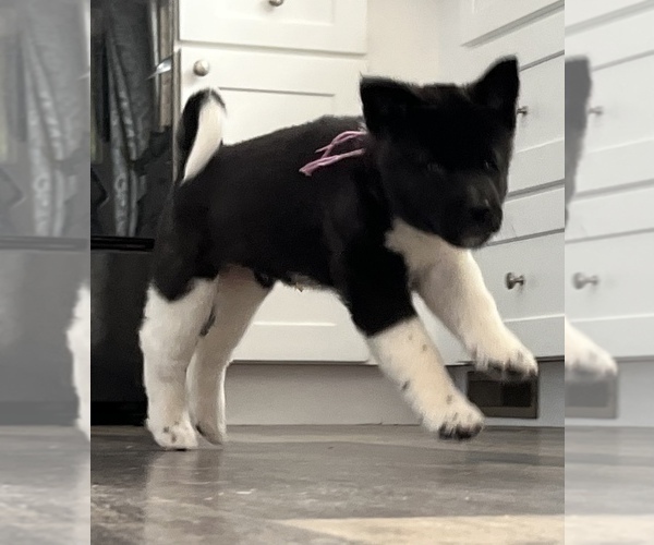 Medium Photo #4 Akita Puppy For Sale in BIRON, WI, USA