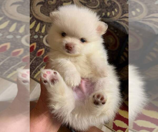 Medium Photo #9 Pomeranian Puppy For Sale in BOSTON, MA, USA