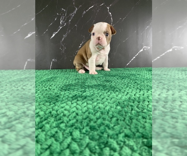 Medium Photo #6 Boston Terrier Puppy For Sale in TULARE, CA, USA