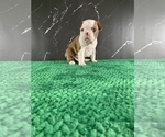 Small Photo #86 Boston Terrier Puppy For Sale in TULARE, CA, USA