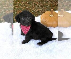 Miniature Labradoodle Puppy for sale in FREDERICKSBG, OH, USA