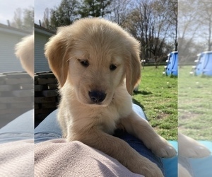 Golden Retriever Puppy for sale in SOUTH DEERFIELD, MA, USA