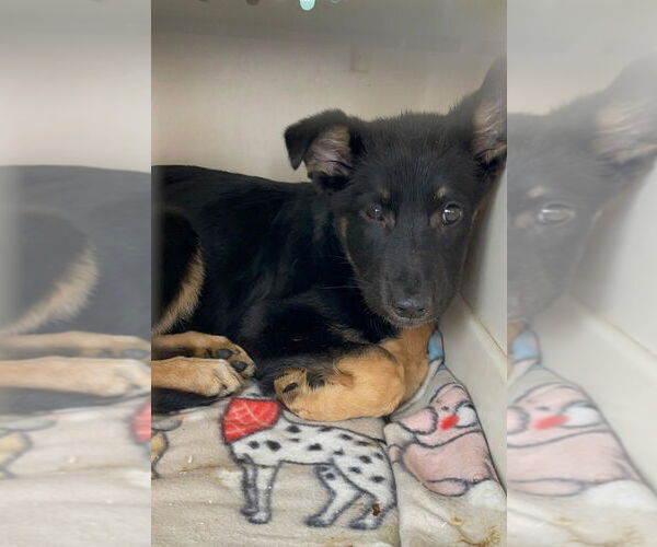 Medium Photo #8 German Shepherd Dog-Unknown Mix Puppy For Sale in Brewster, NY, USA