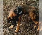 Small #12 Fila Brasileiro