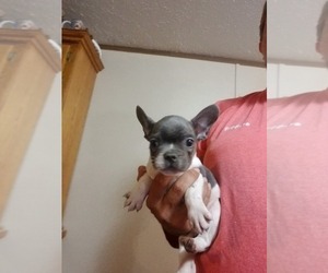 French Bulldog Puppy for sale in MCMINNVILLE, TN, USA