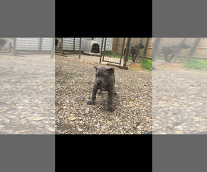 Cane Corso Puppy for sale in PEORIA, IL, USA