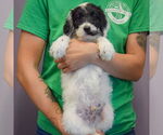 Small #2 Spaniel Mix