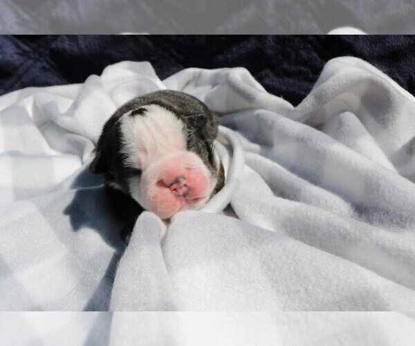 Medium Photo #1 English Bulldog Puppy For Sale in BAL HARBOUR, FL, USA