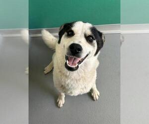 Border Collie-Huskies  Mix Dogs for adoption in Visalia, CA, USA