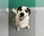 Small Border Collie-Huskies Mix