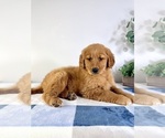 Small #2 Golden Retriever