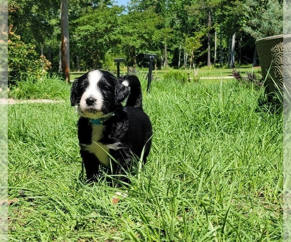 Medium Photo #8 Aussiedoodle Puppy For Sale in CONWAY, SC, USA