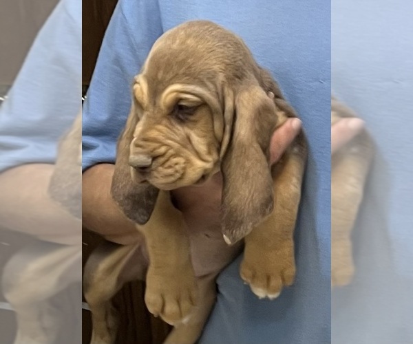 Medium Photo #10 Bloodhound Puppy For Sale in FORT MORGAN, CO, USA