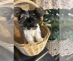 Small #4 Yorkshire Terrier