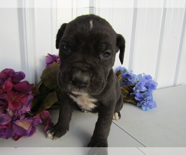 Medium Photo #10 Cane Corso Puppy For Sale in EMPIRE STATE, NY, USA