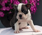 Small #2 Faux Frenchbo Bulldog