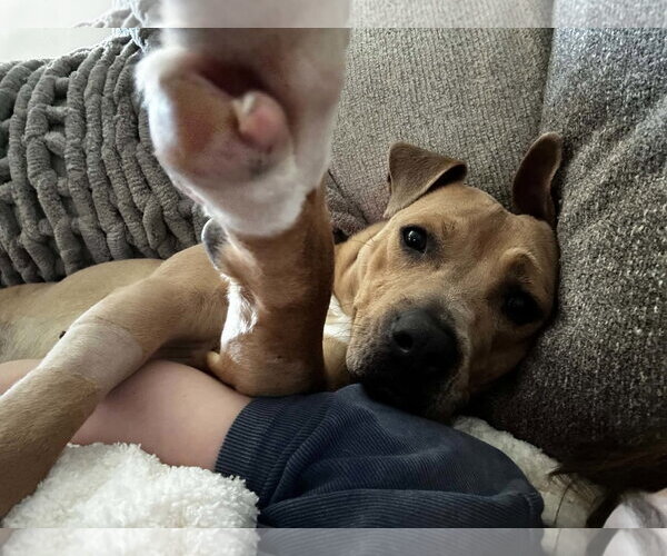 Medium Photo #2 American Staffordshire Terrier Puppy For Sale in Oakhurst, NJ, USA