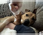 Small #1 American Staffordshire Terrier