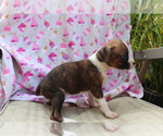 Small Photo #2 Boxer Puppy For Sale in SHILOH, OH, USA
