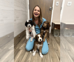 F2 Aussiedoodle Puppy for Sale in BOCA RATON, Florida USA