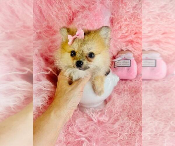 Medium Photo #11 Pomeranian Puppy For Sale in BOSTON, MA, USA
