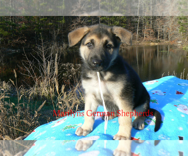 Medium Photo #3 German Shepherd Dog Puppy For Sale in PIEDMONT, MO, USA