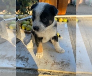 Border Collie Puppy for Sale in WALNUT CREEK, California USA