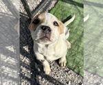 Okafor - Female Basenji-Unknown Mix Dog for Adoption - Small photo