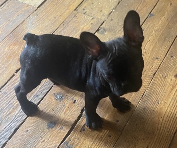 Medium Photo #3 French Bulldog Puppy For Sale in NORRIS CITY, IL, USA