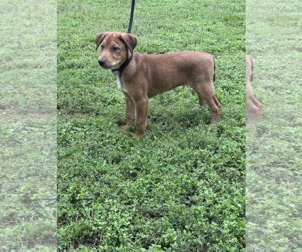 Medium Photo #5 Doberman Pinscher-German Shepherd Dog Mix Puppy For Sale in Euless, TX, USA