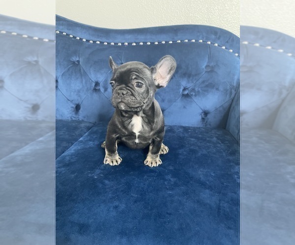 Medium Photo #26 French Bulldog Puppy For Sale in SOUTHLAKE, TX, USA