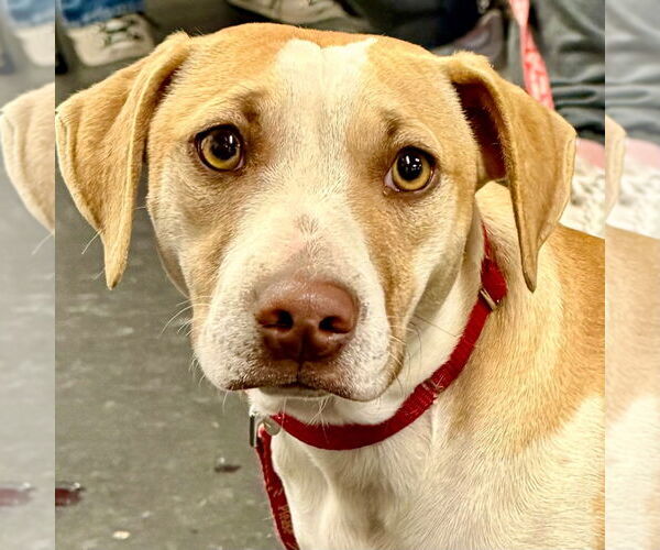 Medium Photo #4 Mutt Puppy For Sale in Canton, CT, USA