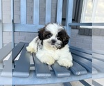 Image preview for Ad Listing. Nickname: Taz