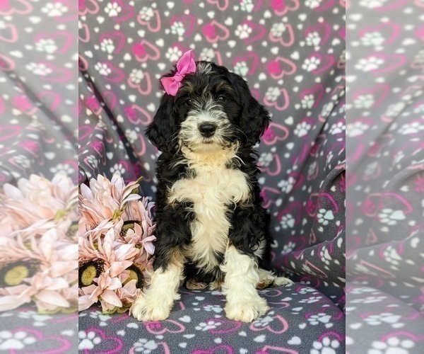 Medium Photo #1 Bernedoodle (Miniature) Puppy For Sale in RISING SUN, MD, USA