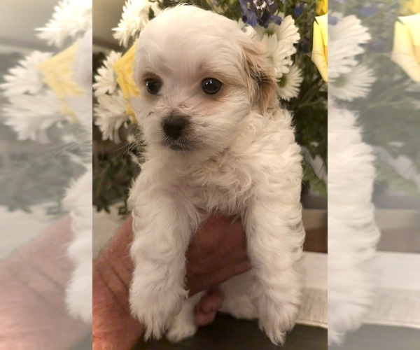 Medium Photo #9 ShihPoo Puppy For Sale in ANDERSON, SC, USA