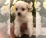 Small Photo #9 ShihPoo Puppy For Sale in ANDERSON, SC, USA