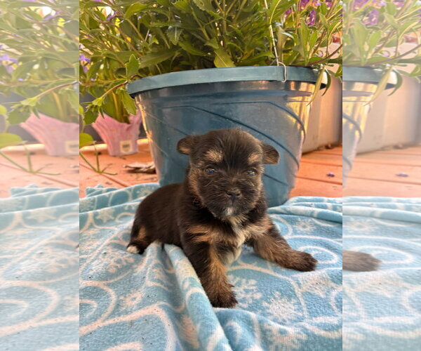 Medium Photo #2 Mutt Puppy For Sale in Pacolet, SC, USA