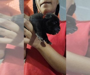 Cane Corso Puppy for sale in CHICAGO, IL, USA