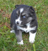 Small Photo #6 Pomsky Puppy For Sale in NEW CARLISLE, OH, USA