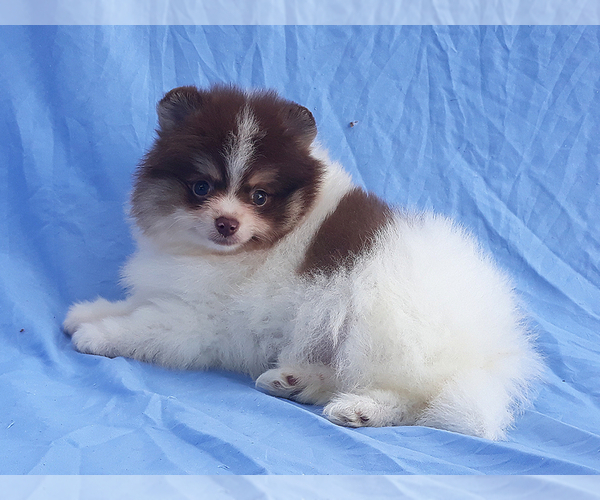 Medium Photo #28 Pomeranian Puppy For Sale in WEST PALM BEACH, FL, USA