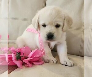 Labrador Retriever Puppy for sale in ATMORE, AL, USA