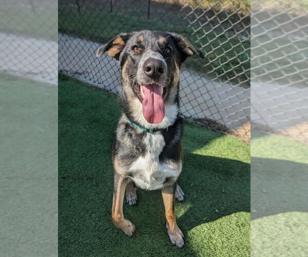 Medium Photo #8 Mutt Puppy For Sale in Vail, AZ, USA