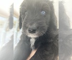 Small Photo #72 Aussiedoodle Puppy For Sale in LONGWOOD, FL, USA