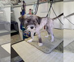 Billy - Male Mutt Dog for Adoption - Small photo