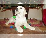 Small Photo #14 Labrador Retriever Puppy For Sale in FOUNTAIN, CO, USA