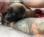 Small Photo #187 Belgian Malinois Puppy For Sale in REESEVILLE, WI, USA