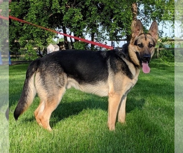 Medium Photo #1 German Shepherd Dog Puppy For Sale in COLETA, IL, USA